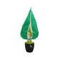 ❄️ Couverture antigel pour plantes | Protection hivernale pour jardin