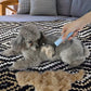 🐾 ACHETEZ 2, OBTENEZ 1 GRATUIT! 🧹 Brosse Premium pour Chats & Chiens – Poils Doux, Anti-Poils & Idéale Pour Un Pelage Sain Et Brillant 🐶